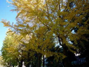 銀杏の紅葉が美しい